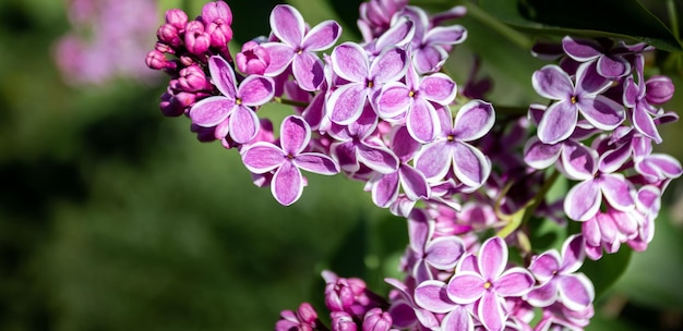 Rosa mit weißer Umrandung Frühlingsblüher lila Blumen Banner Kopierbereich Selektiver Fokus