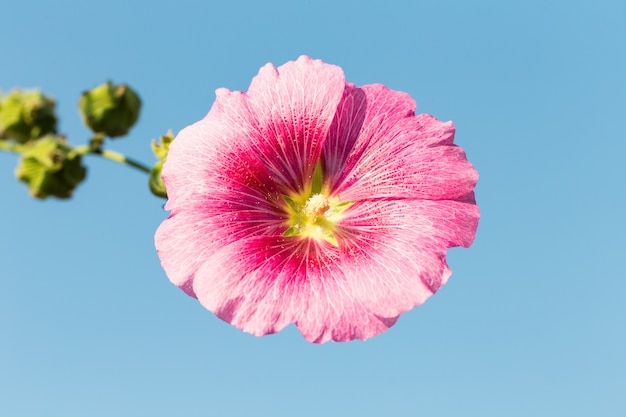 Rosa Mohnblume nah oben am blauen Himmel