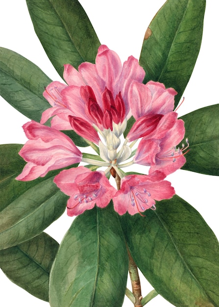 Rosa montanha rosebay flor png ilustração desenhada à mão