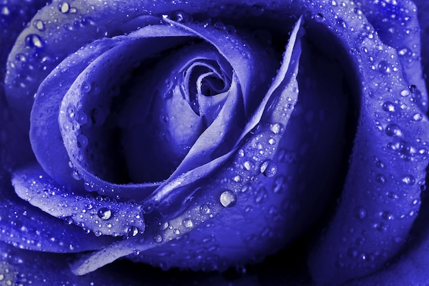 Una rosa morada con gotas de agua