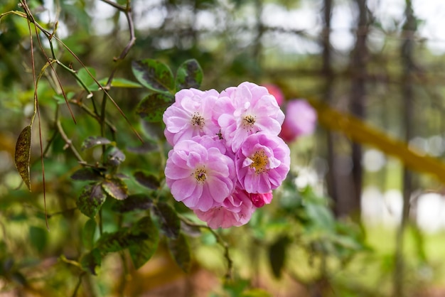 Rosa Moschata oder Moschusrosenblüte aus nächster Nähe