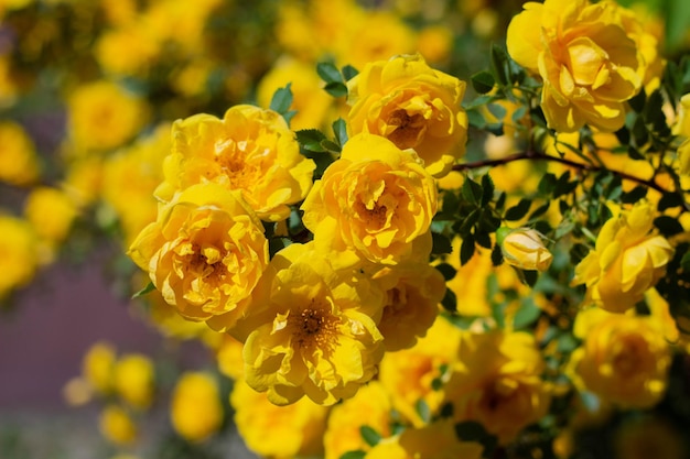 Rosa mosqueta amarela em flor em um dia ensolarado