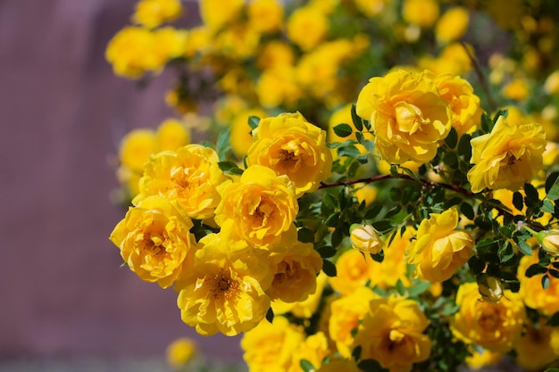 Rosa mosqueta amarela em flor em um dia ensolarado