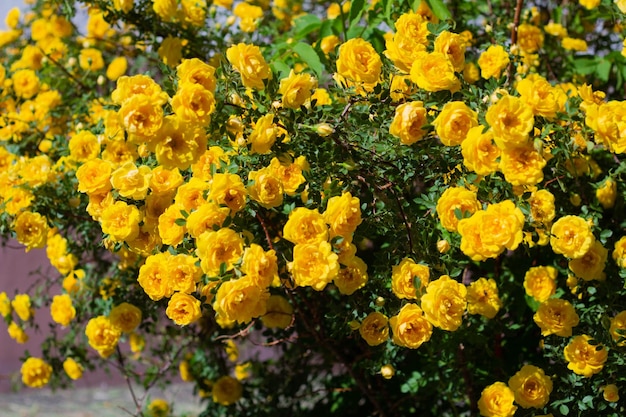 Rosa mosqueta amarela em flor em um dia ensolarado