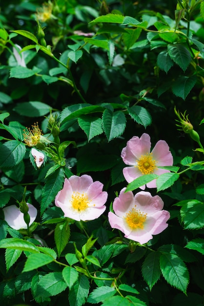 Rosa mosqueta floreciente