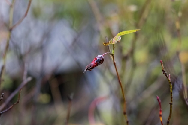 Rosa mosqueta roja seca colgando de una rama
