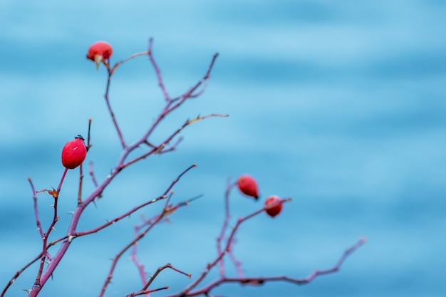 Rosa mosqueta roja sobre agua azul