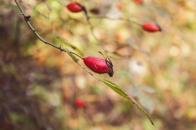 Rosa mosqueta salvaje en el bosque