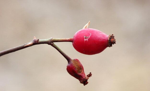 Rosa Mosqueta Vermelha em Fundo de OutonoxAxA