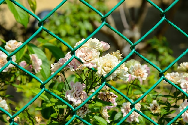 Rosa multifloraMultiflora Rose