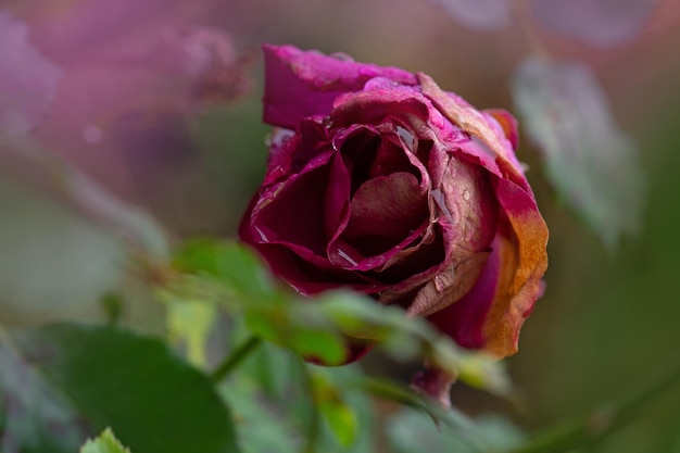 Rosa murcha no jardim Rosas morrem no jardim