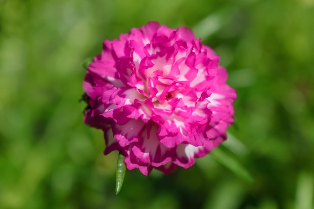 rosa de musgo o flor rosa de Portulaca grandiflora sobre un fondo natural