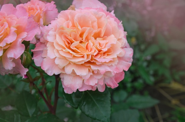 Rosa naranja floreciente Rosa con bordes ondulados de pétalos