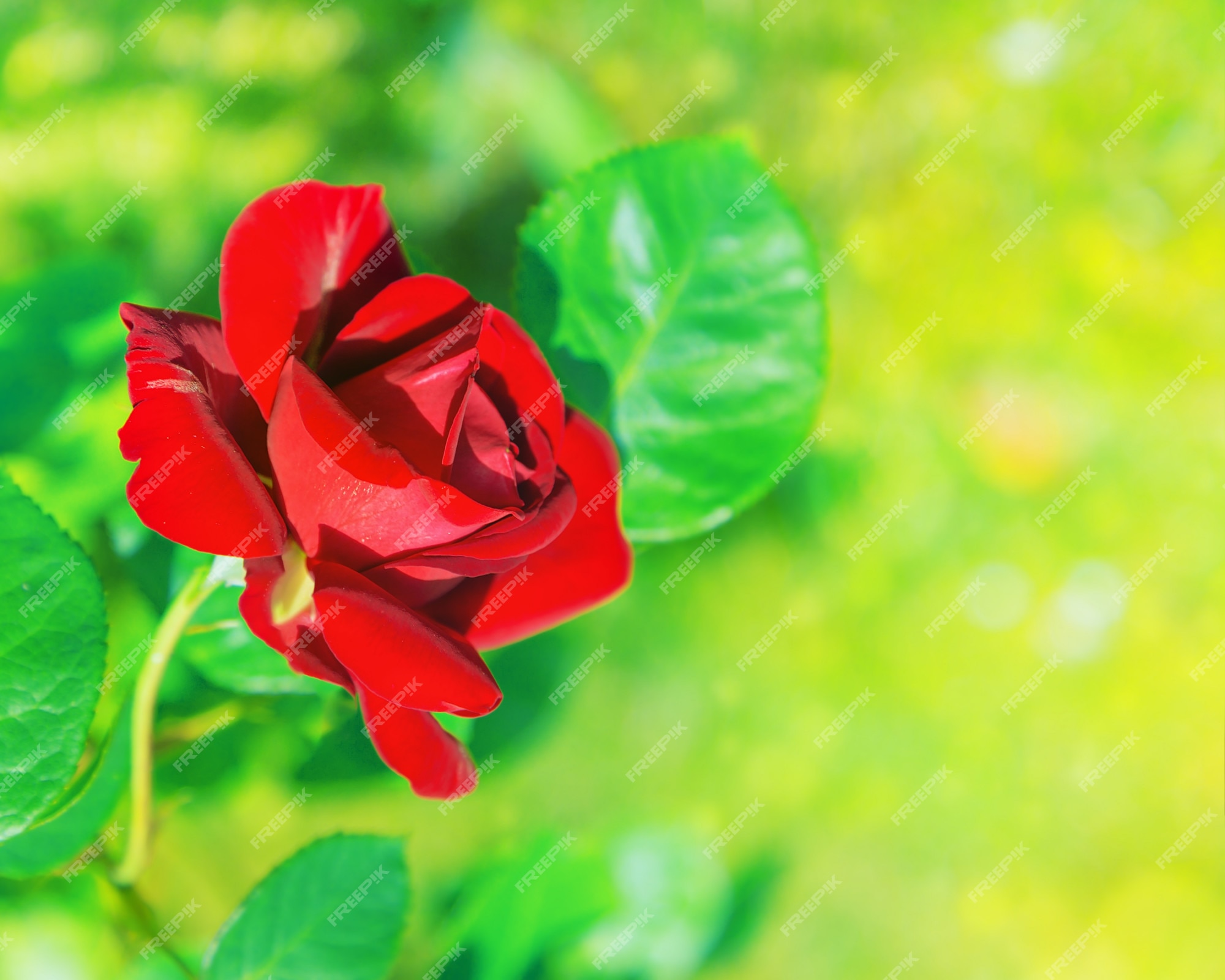 Rosa natural da flor vermelha em fundo verde turva. foco suave. copie o  espaço. lugar livre para texto. uma rosa vermelha florescendo. rosa aberta  para cartão postal. | Foto Premium