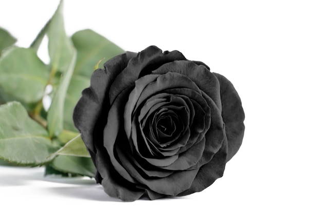 Rosa negra de cerca sobre un fondo blanco aislado, enfoque suave