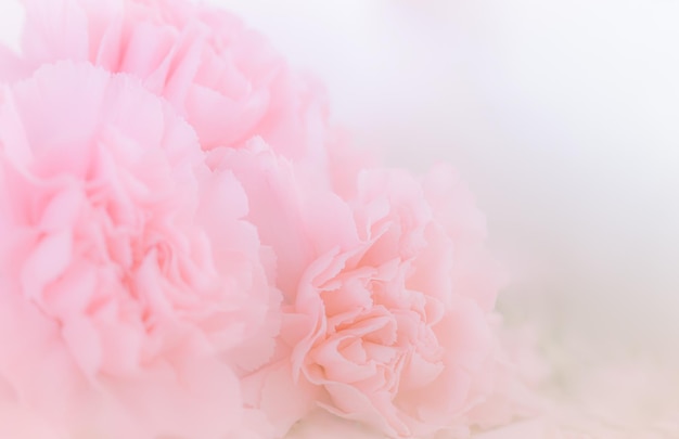 Rosa Nelken-Blumen-Blumenstrauß auf hellrosa Hintergrund weicher Filter
