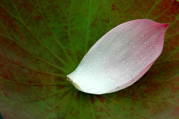 Foto rosa nenúfar