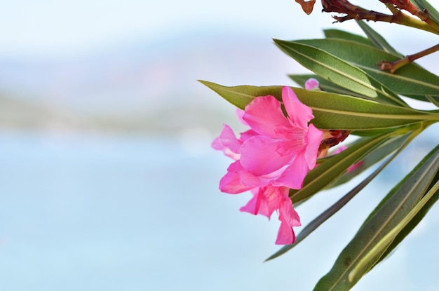 Rosa Nerium oleander flor horario de verano