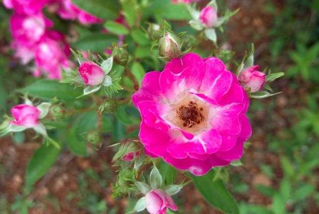 Rosa nitida