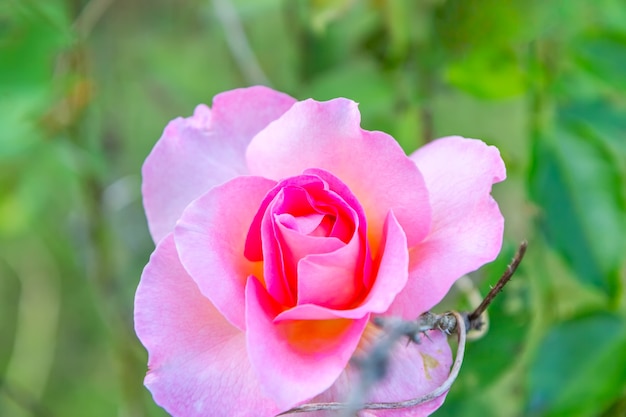 Rosa no jardim em khun wang, chiang mai, tailândia, escolha o foco suave,