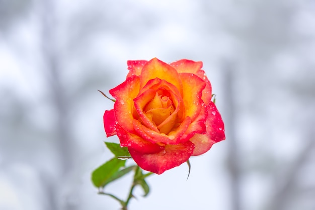 Rosa no jardim em Khun Wang, Chiang Mai, Tailândia, Escolha o foco suave,