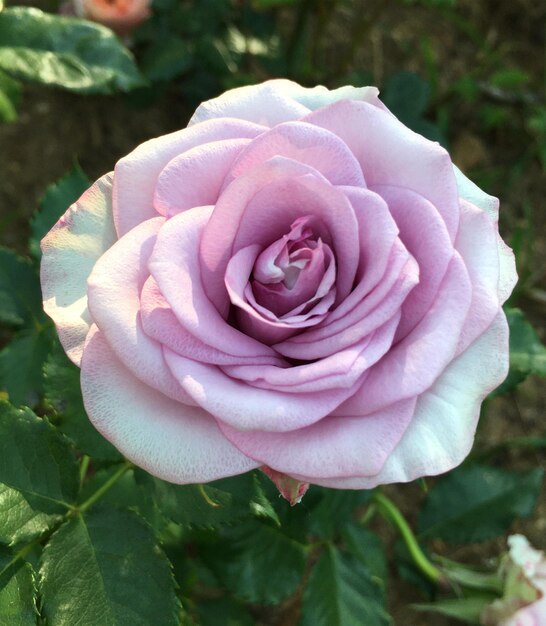 rosa no jardim