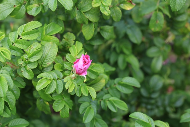 Rosa no jardim