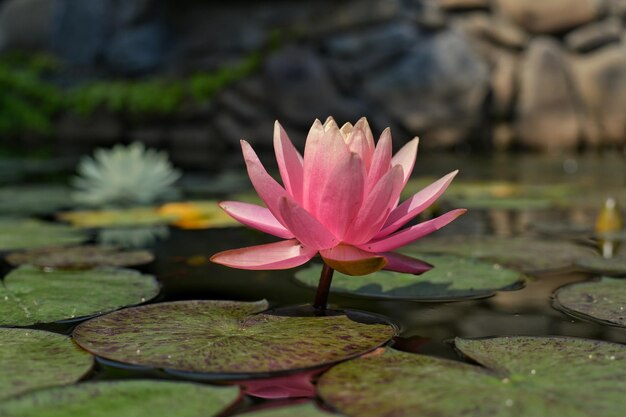 Rosa Nymphäum blüht im Teich