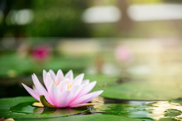 Foto rosa oder purpurrote blume des schönen lotos auf dem wasser nach regen im garten.