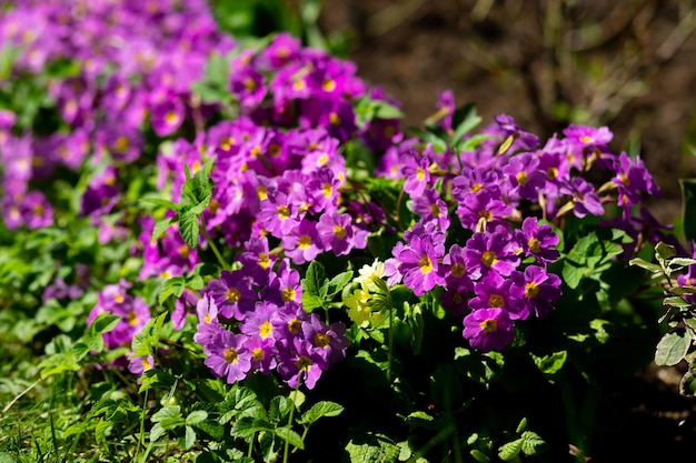 Rosa oder violette Primelblumen Primula vulgaris aus der Familie Primulaceae Blumen blühen im sonnigen Frühlingsgarten