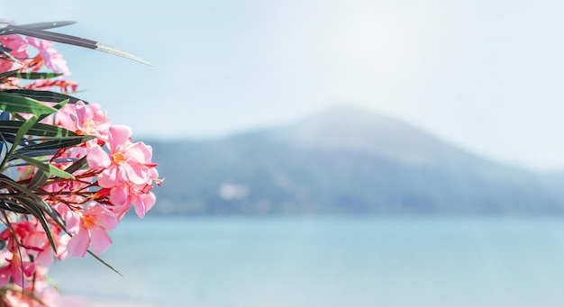 Rosa oleander blüht am wassersee und in der berglandschaft in italien