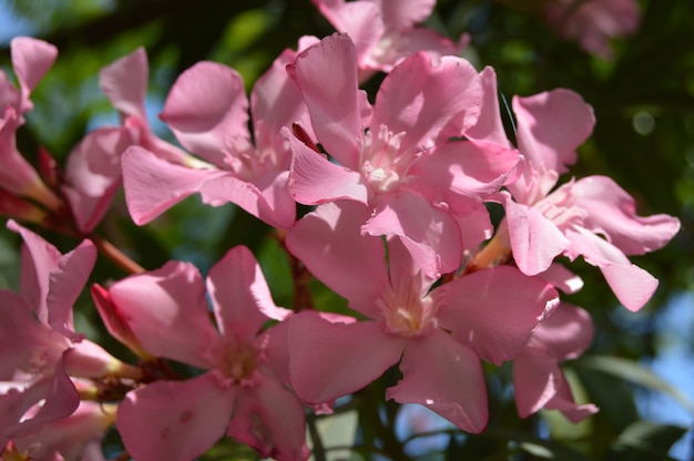 Rosa Oleander Nerium-Strauch wächst im tropischen Garten.