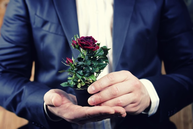 Rosa en una olla, hombre sostenido en la mano