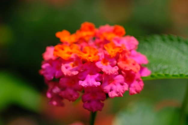 rosa orange lantana camara blume. Saliara ist eine Blütenpflanzenart aus der Verbenaceae. Natur