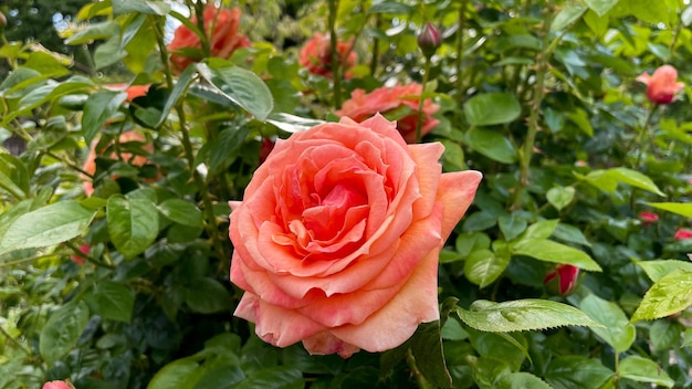 rosa orange Rosenblumenhintergrund