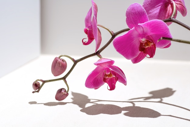 rosa Orchidee auf einem weißen Hintergrund