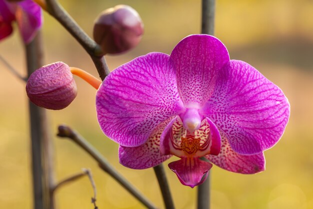 Rosa Orchidee schließen Phalaenopsis