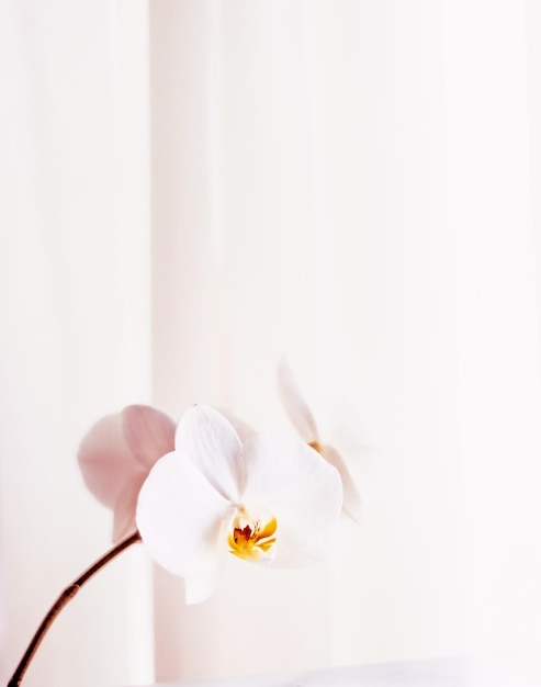 Rosa Orchideenblume in voller Blüte abstrakter Blumenblüten-Kunsthintergrund und Blumen in der Natur für Hochzeitseinladung und Luxus-Schönheitsmarken-Urlaubsdesign