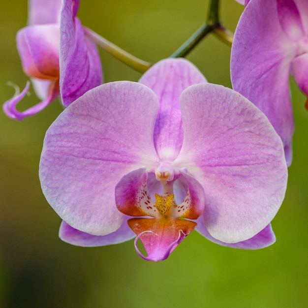 Foto rosa orchideenblume