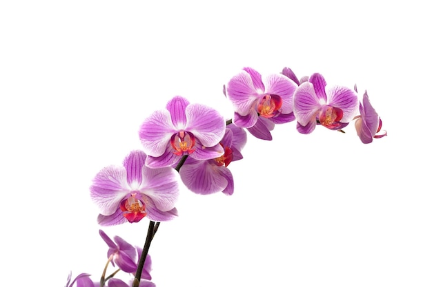 Rosa Orchideenblumen isolieren auf weißem Hintergrund