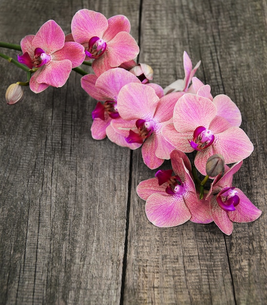 Rosa Orchideenblumen