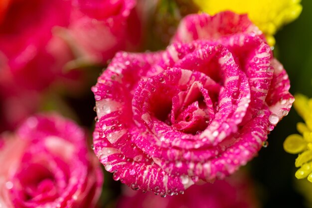 Rosa original y gotas de agua.