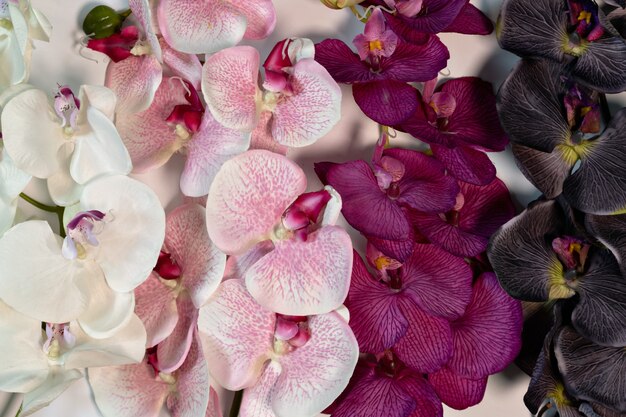 Rosa orquídea violeta púrpura blanca flores sobre fondo blanco c