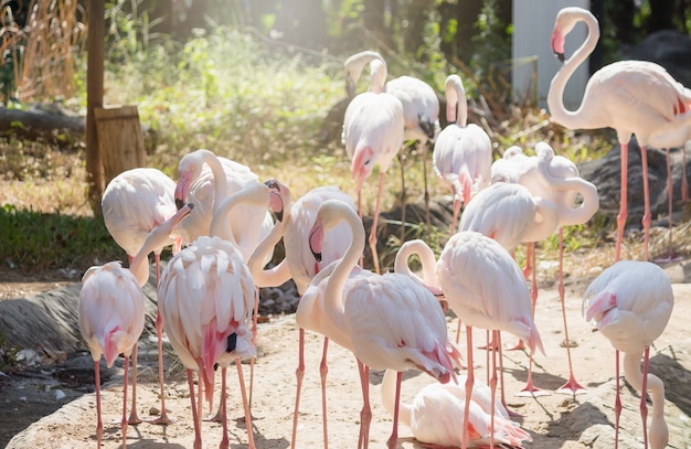 Rosa pájaros grandes Flamencos mayores en el zoológico.