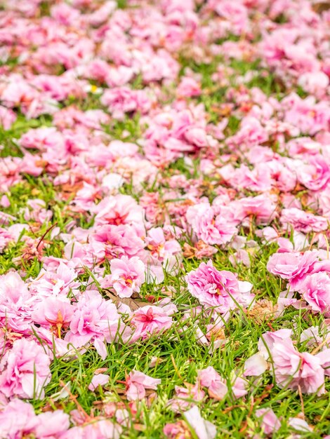 Rosa Pedalblumen auf Baum und grünem Gras im Park im Freien mit Hintergrund unscharfem Bokeh