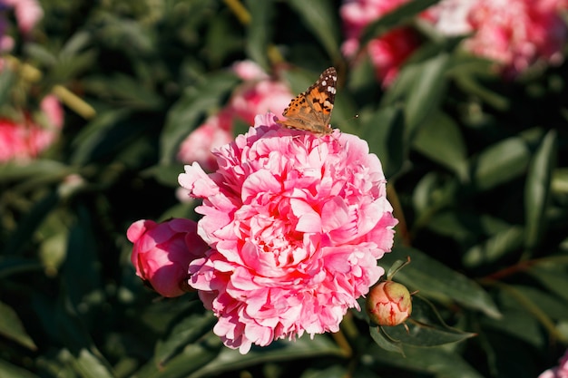 Rosa peônia e borboleta mogno