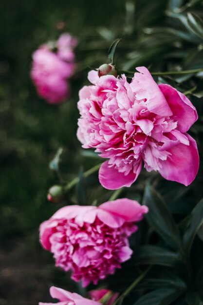 Rosa peonías en flor en el jardín