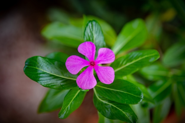 Rosa Periwinkle o Madagasca Periwinkle flores rosas con hojas