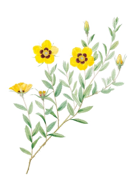 Rosa persa de época transparente en png