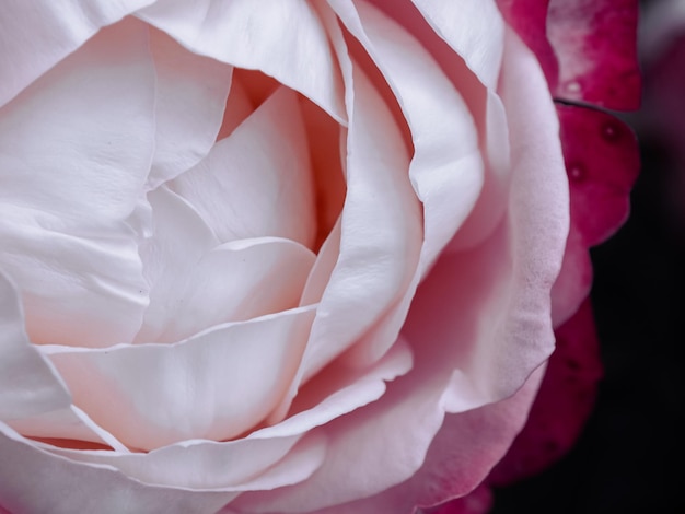 rosa con pétalos de rosa y blanco primer plano